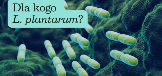 Na zdjęciu widać zielone tło i bakterie o pałeczkowatym kształcie. Obok bakterii widnieje napis: Dla kogo L. plantarum?