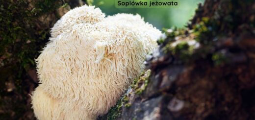 Soplówka jeżowata rosnąca na pniu drzewa w leśnym otoczeniu – grzyb badany pod kątem potencjalnego wpływu na układ nerwowy, funkcje poznawcze i zdrowie jelit.