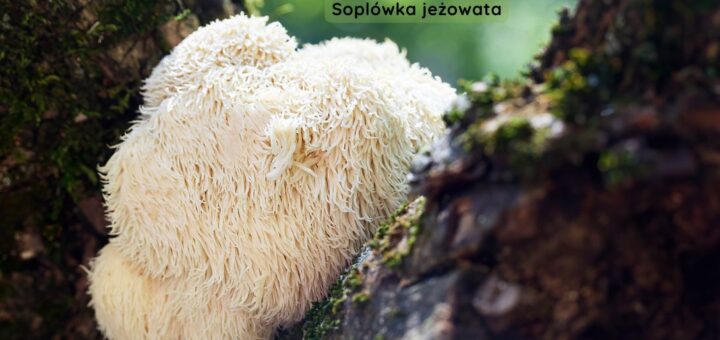 Soplówka jeżowata rosnąca na pniu drzewa w leśnym otoczeniu – grzyb badany pod kątem potencjalnego wpływu na układ nerwowy, funkcje poznawcze i zdrowie jelit.